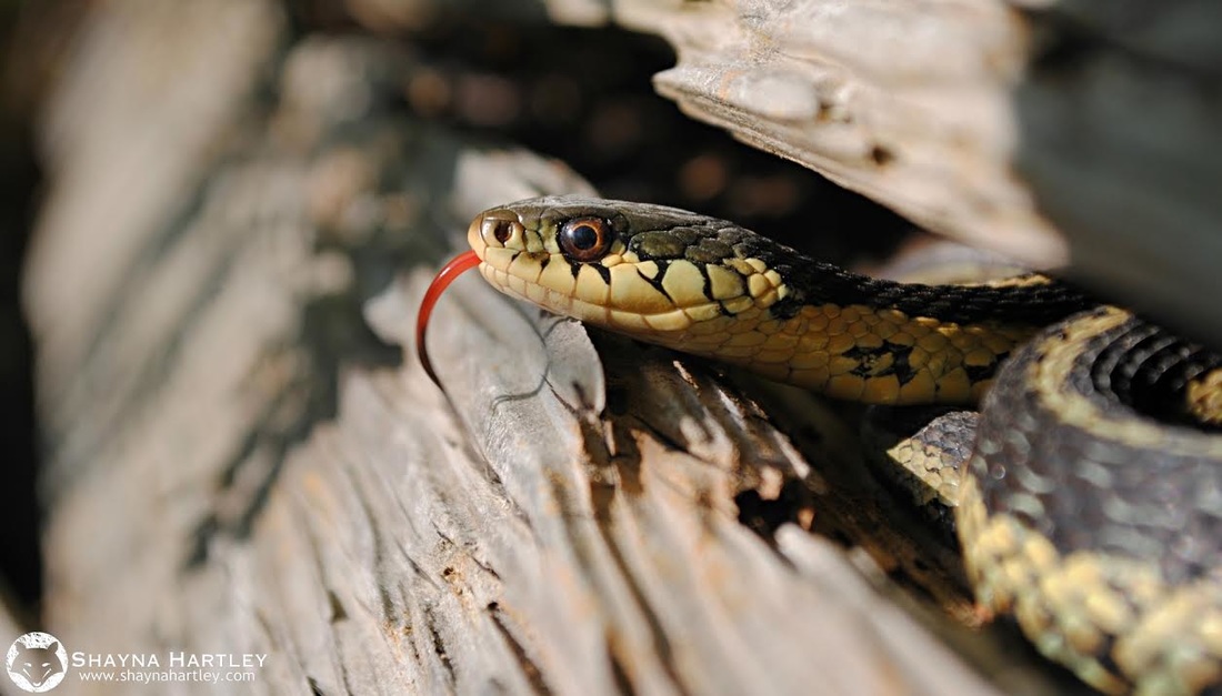 snake shayna hartley