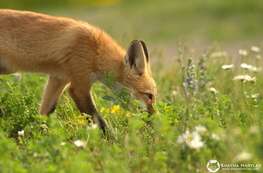 fox shayna hartley